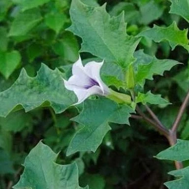 Дурман звичайний