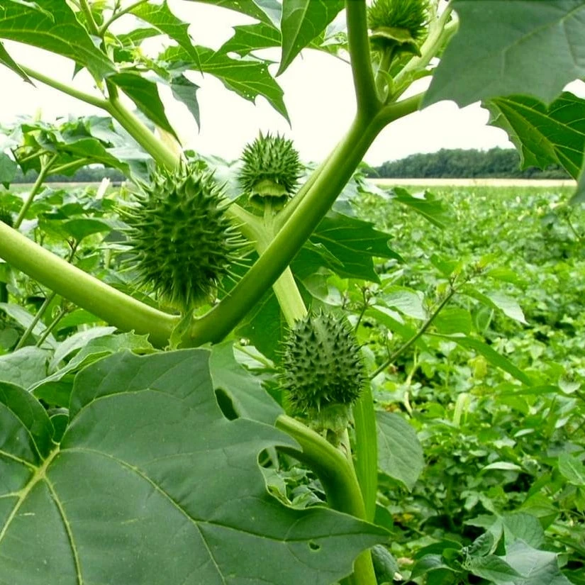 Дурман звичайний