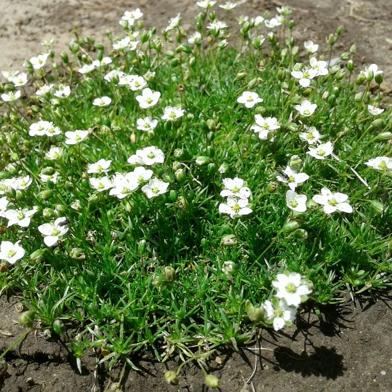 Моховинка голковидна