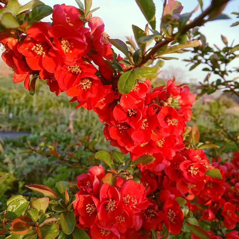 Айва японська (Хеномелес)