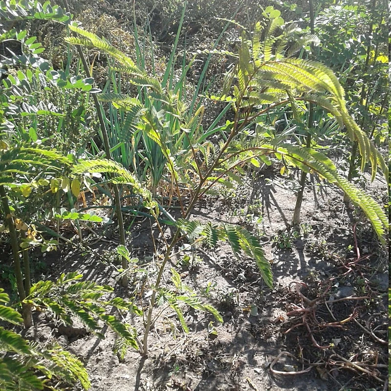 Альбіція ленкоранська (шовкова акація)