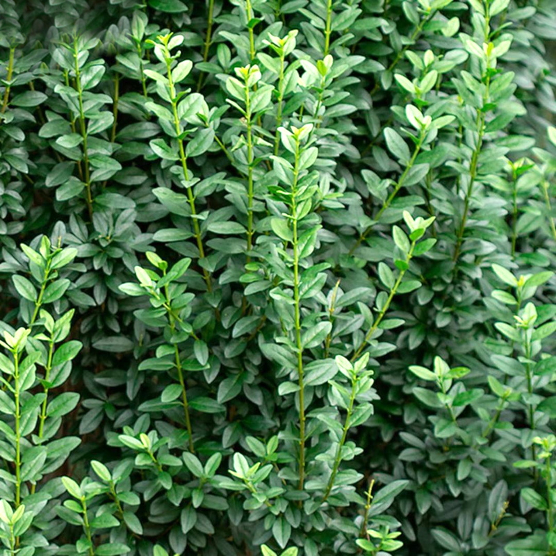 Бирючина звичайна (Ligustrum vulgare)