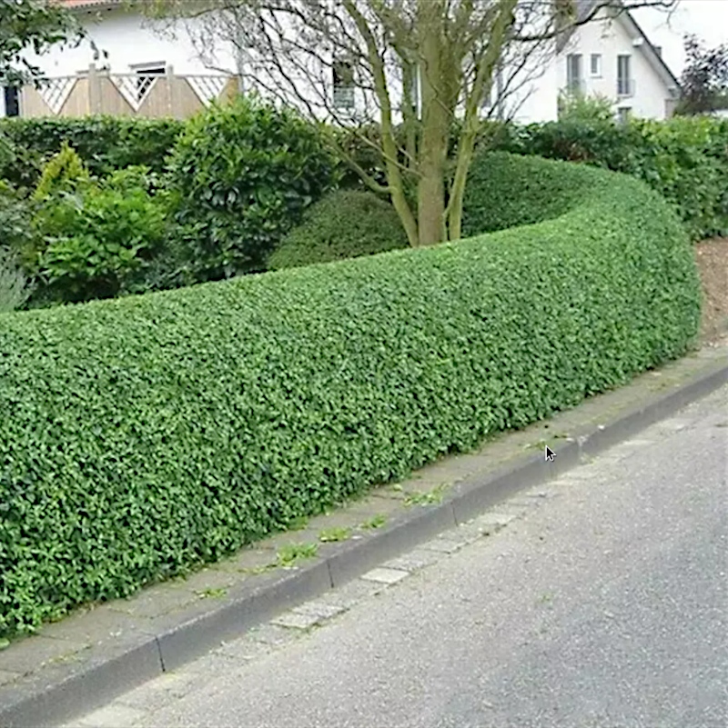 Бирючина звичайна (Ligustrum vulgare)