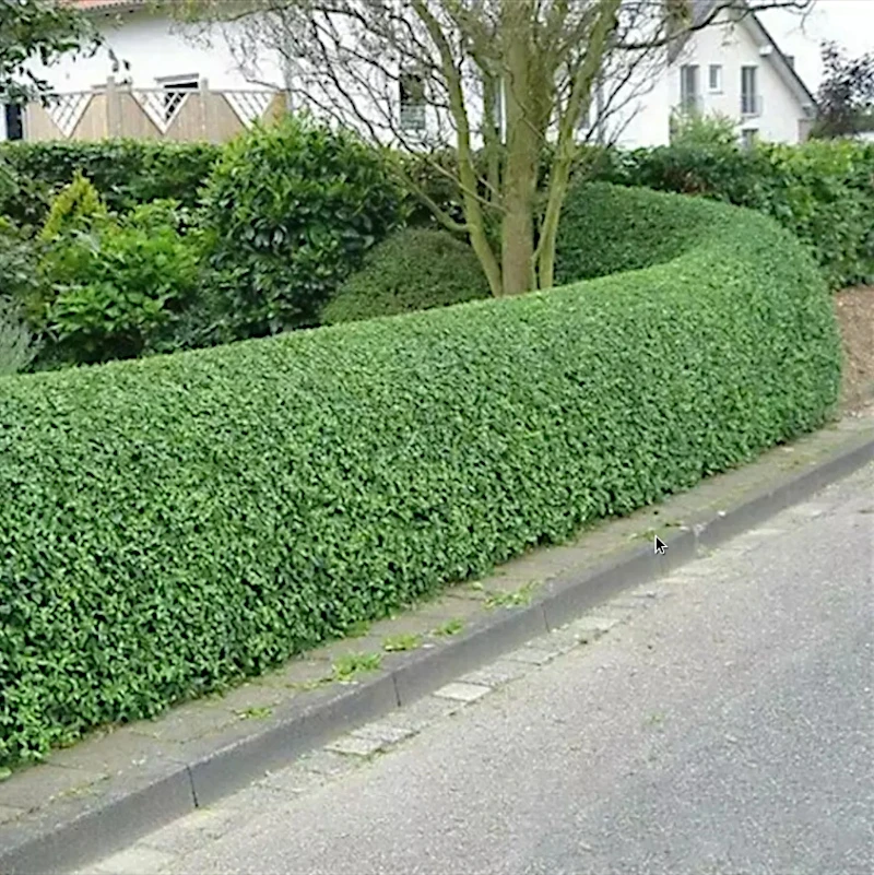 Бирючина звичайна (Ligustrum vulgare)