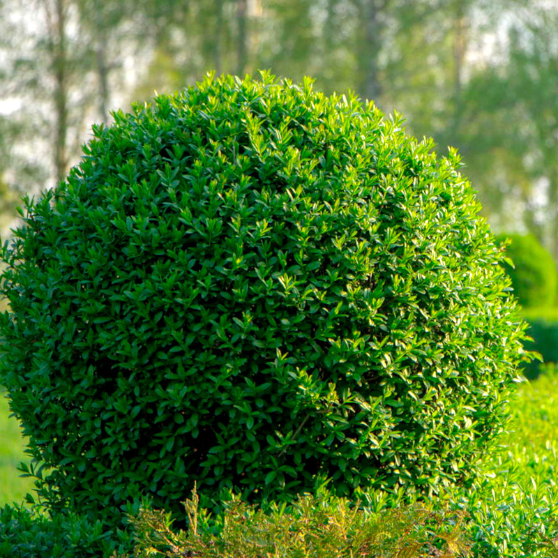 Бирючина звичайна (Ligustrum vulgare)