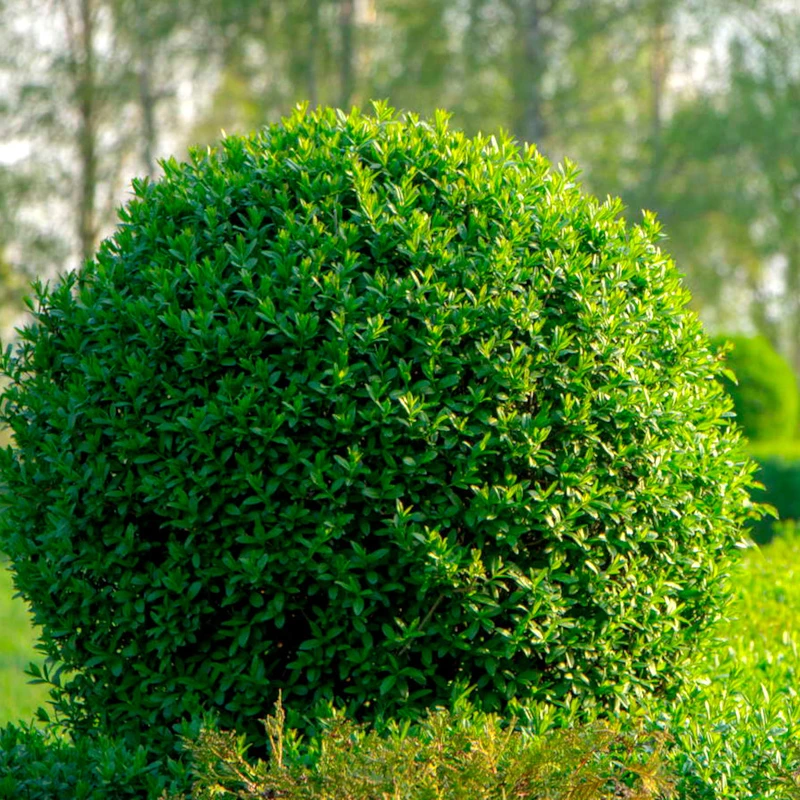 Бирючина звичайна (Ligustrum vulgare)