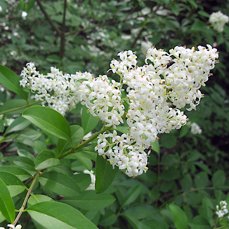 Бирючина звичайна (Ligustrum vulgare)