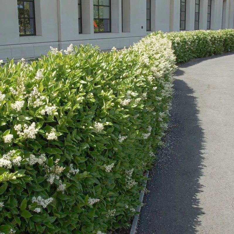 Бирючина звичайна (Ligustrum vulgare)