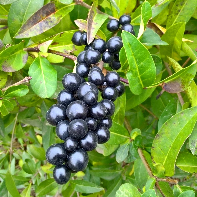 Бирючина звичайна (Ligustrum vulgare)