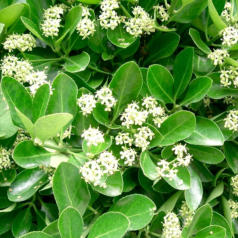 Бруслина японська