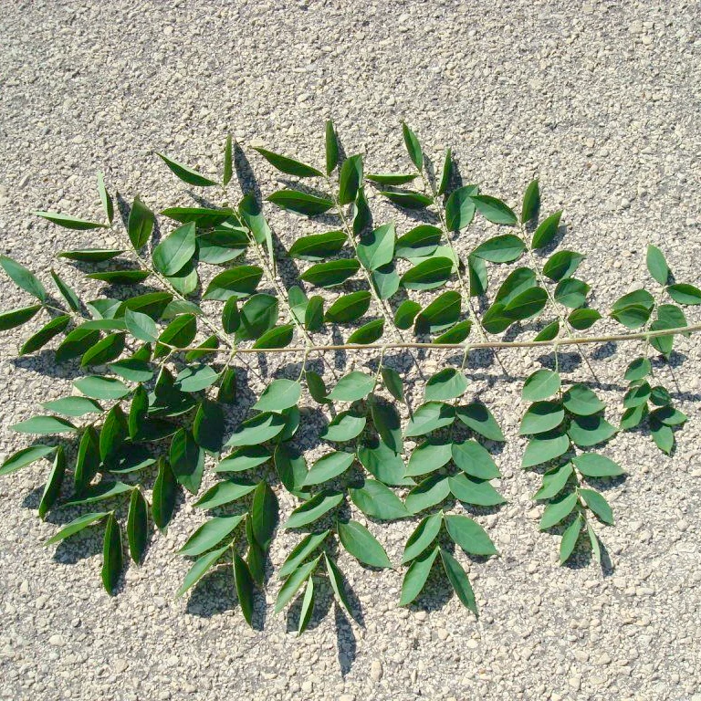 Бундук дводомний