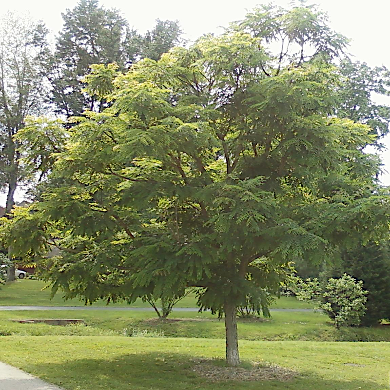 Бундук дводомний