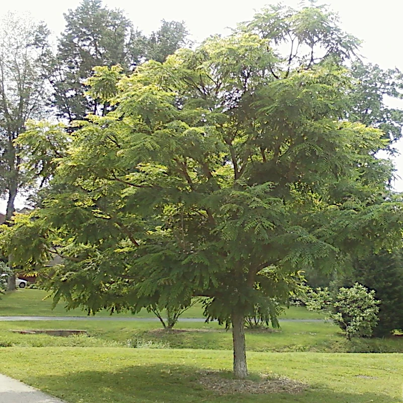 Бундук дводомний