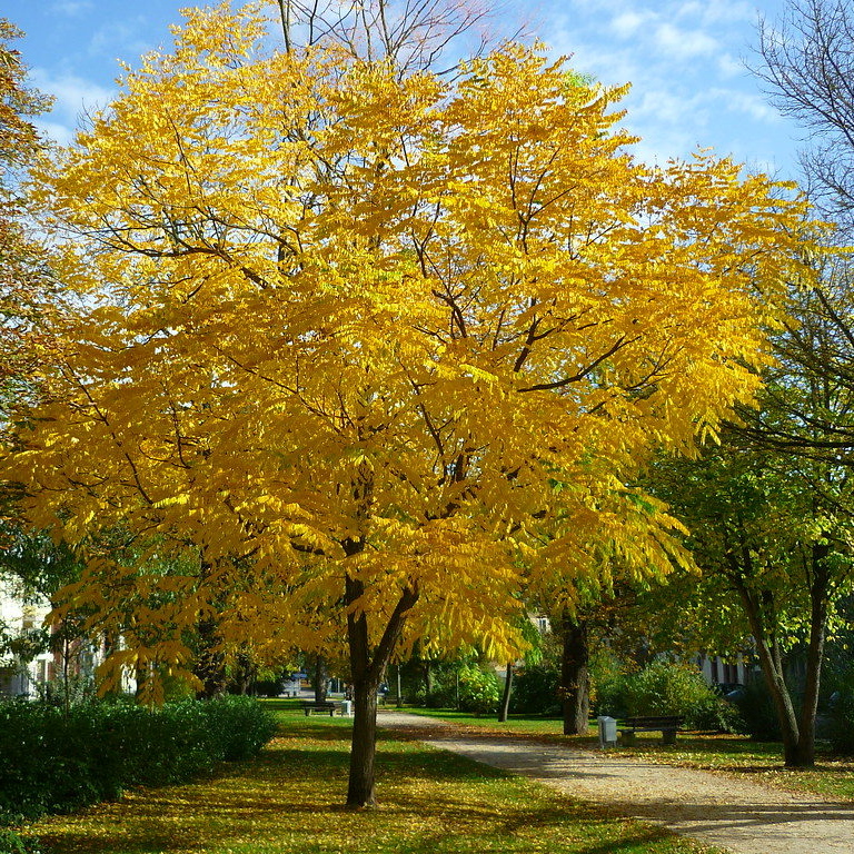 Бундук дводомний