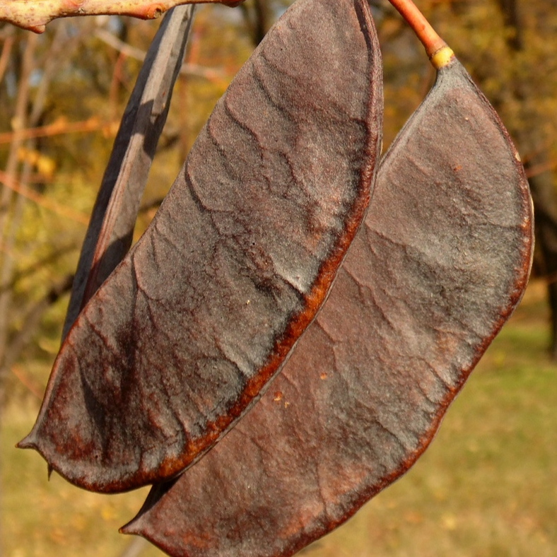 Бундук дводомний