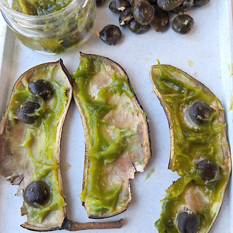 Бундук дводомний