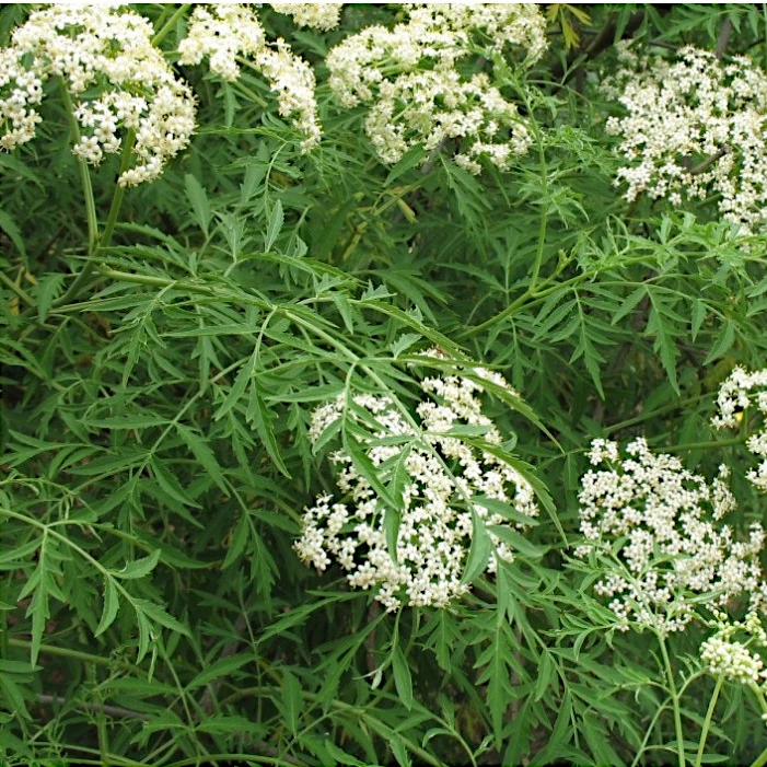 Бузина чорна Laciniata