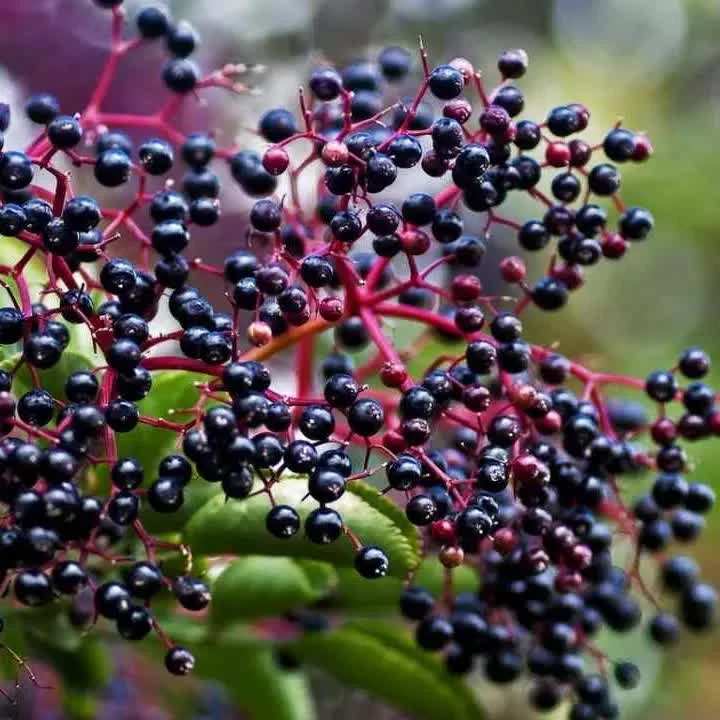 Бузина чорна