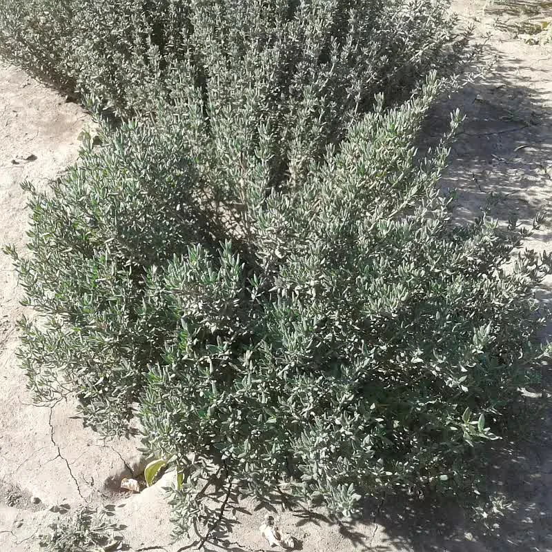 Чебрець звичайний