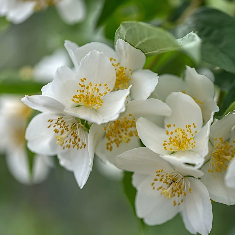 Чубушник Вінцевий