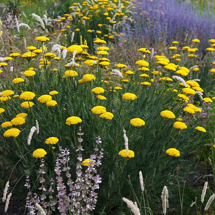 Деревій таволговий жовтий