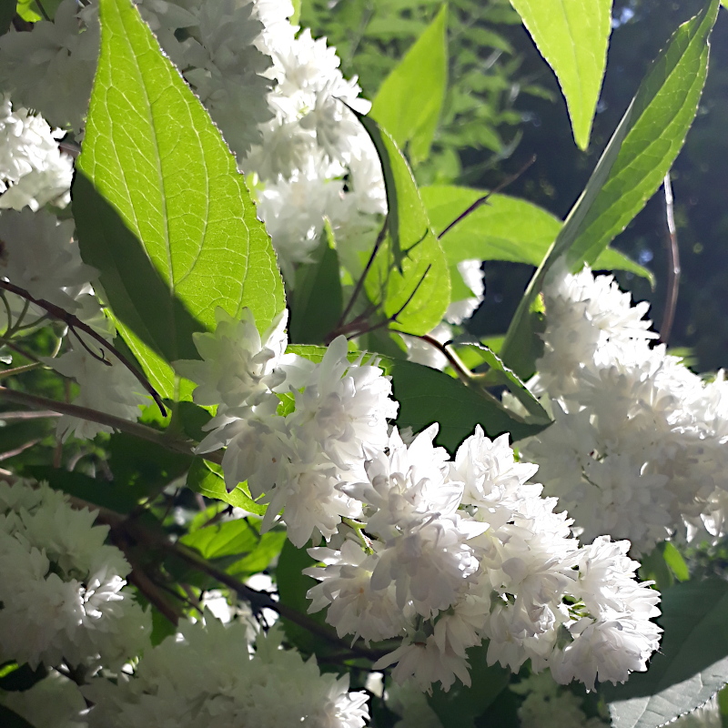 Дейція шорстка Candidissima