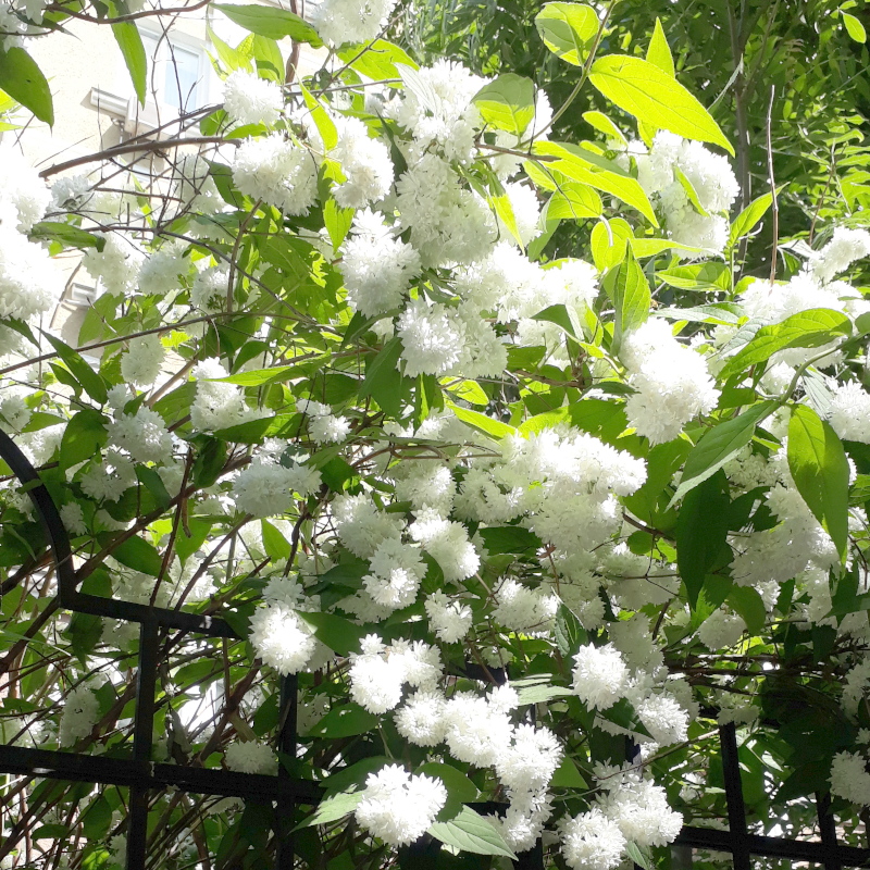 Дейція шорстка Candidissima