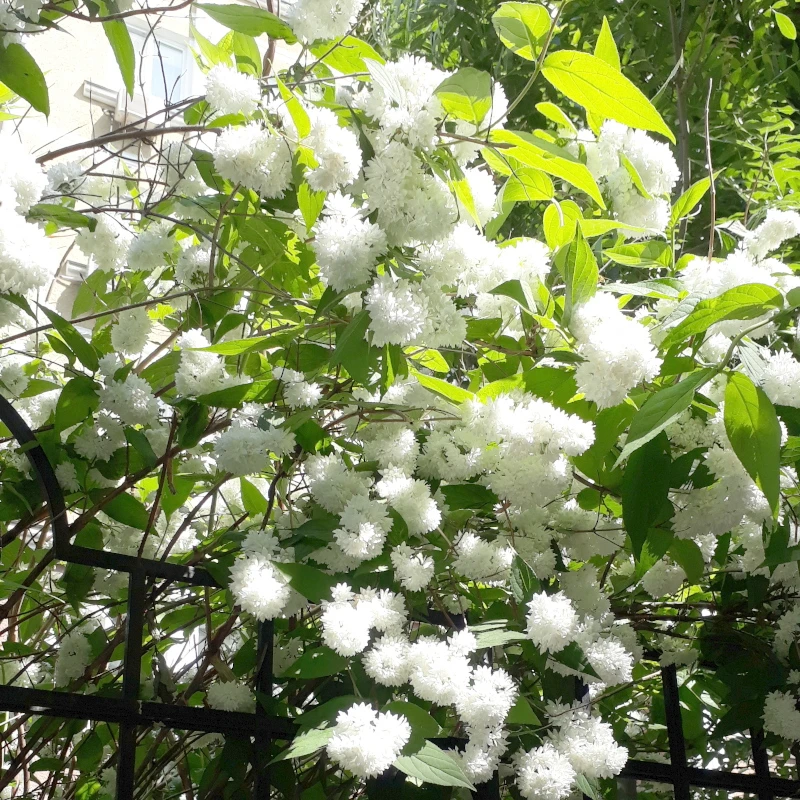 Дейція шорстка Candidissima