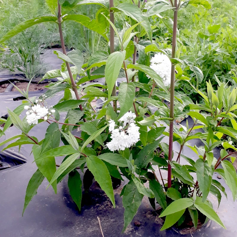 Дейція шорстка Candidissima