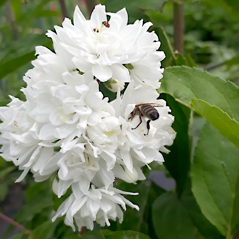Дейція шорстка Candidissima