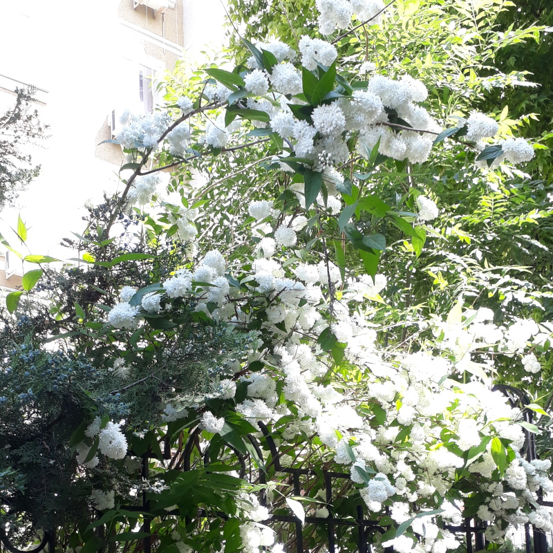 Дейція шорстка Candidissima