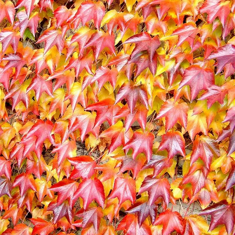 Дикий виноград тригострокінцевий