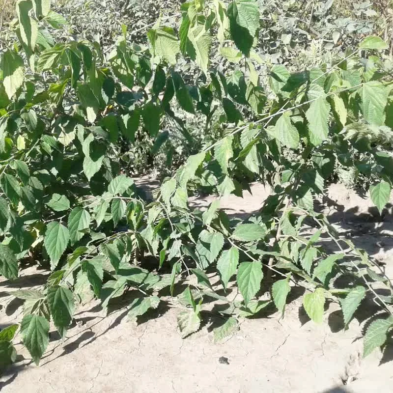 Каркас південний