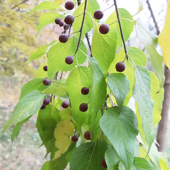 Каркас південний