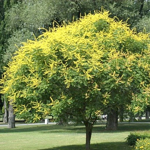 Кельрейтерія волотиста