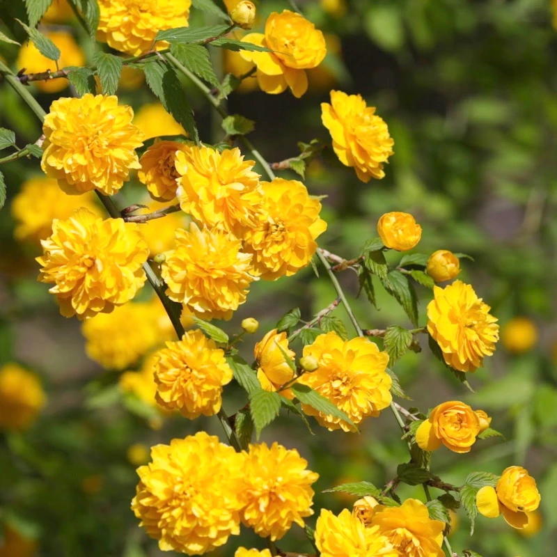 Керія японська Pleniflora