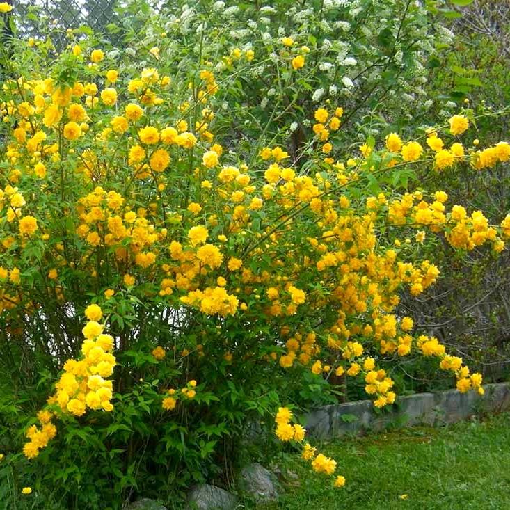 Керія японська Pleniflora