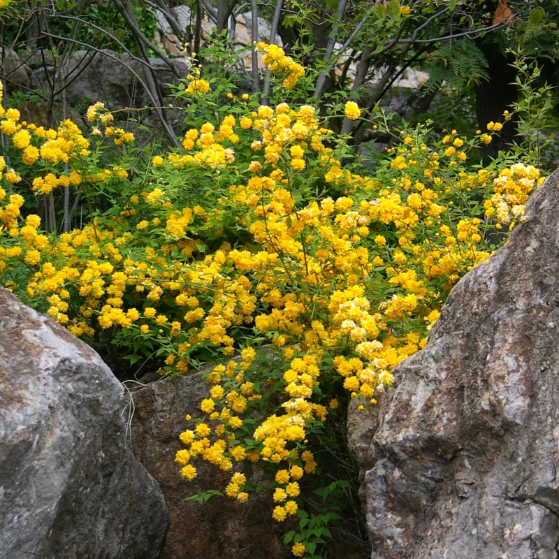 Керія японська Pleniflora