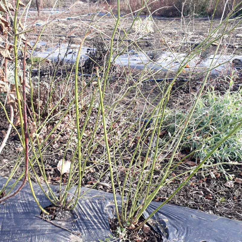 Керія японська Pleniflora