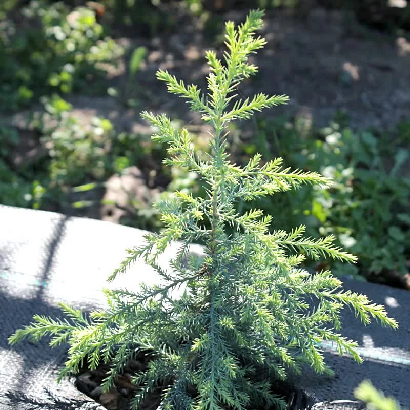 Кипарис Аризонський