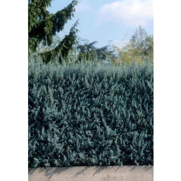 Кипарис Аризонський