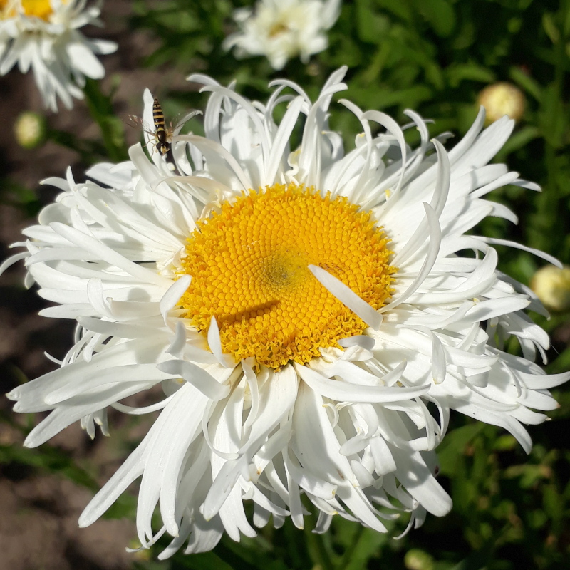 Королиця Crazy Daisy