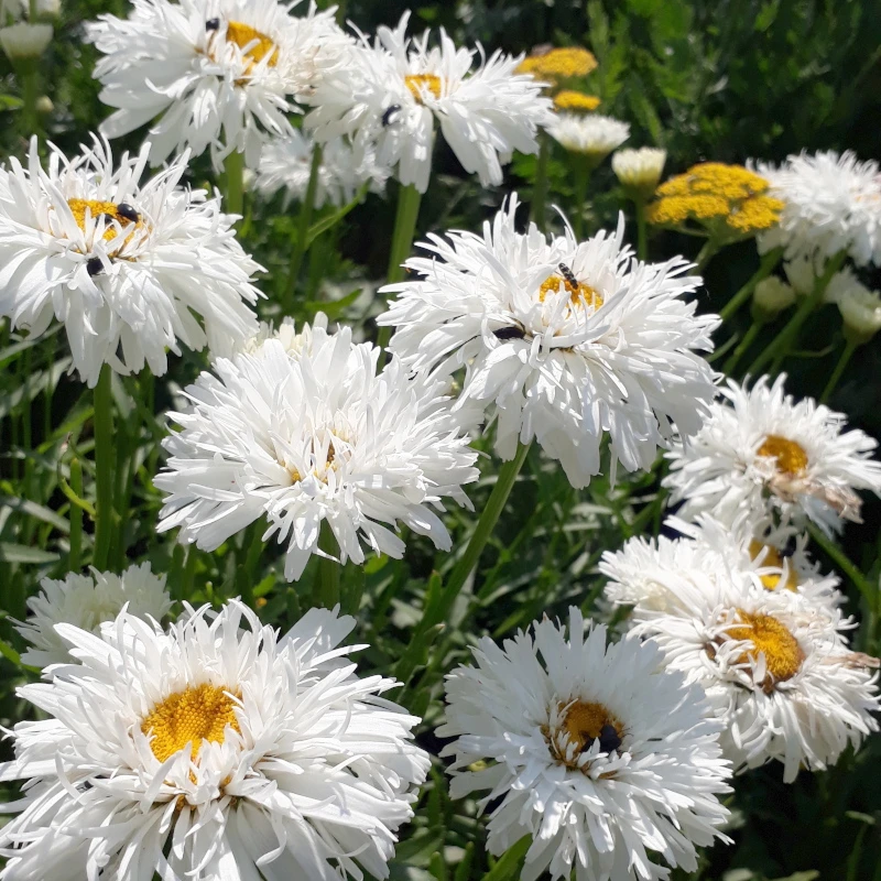 Королиця Crazy Daisy