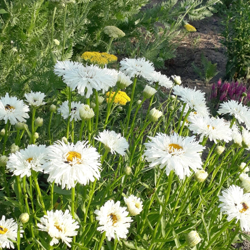 Королиця Crazy Daisy