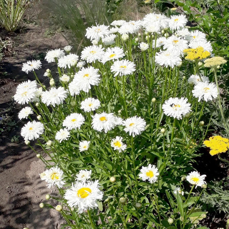 Королиця Crazy Daisy