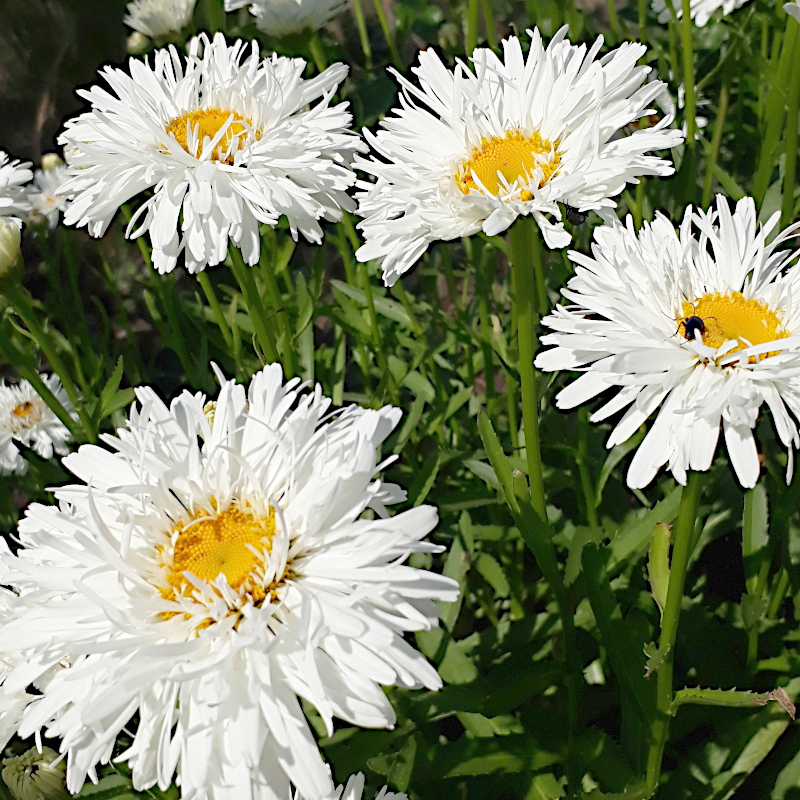 Королиця Crazy Daisy