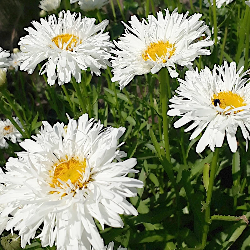 Королиця Crazy Daisy