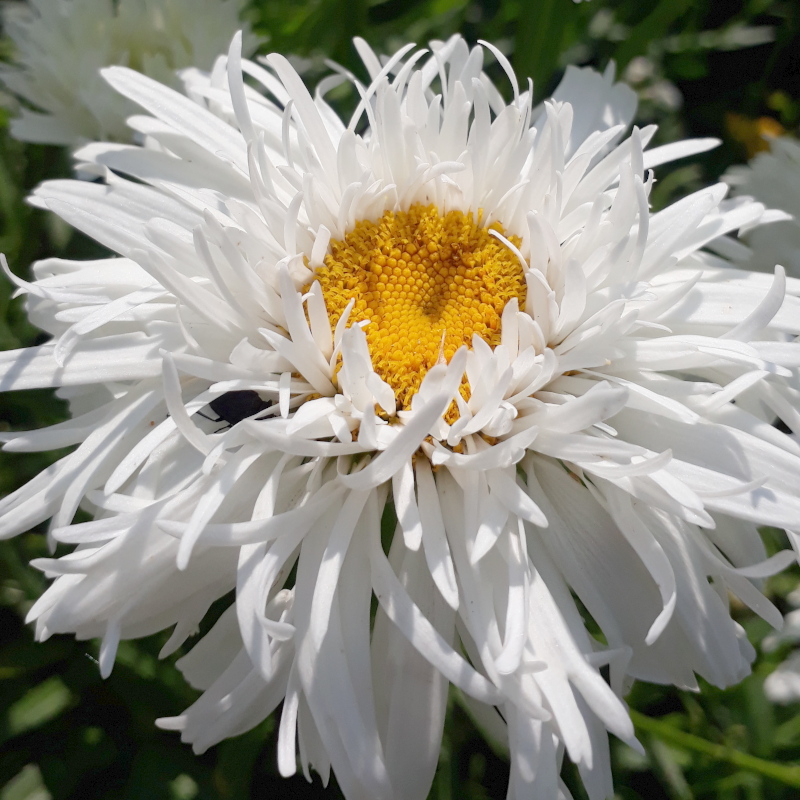 Королиця Crazy Daisy