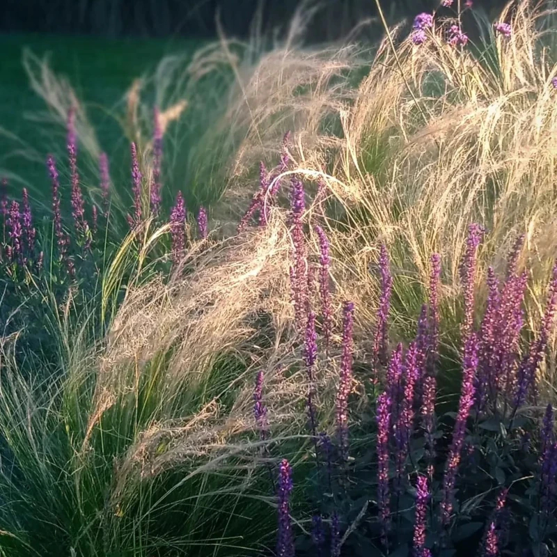 Ковила найтонша Pony Tails