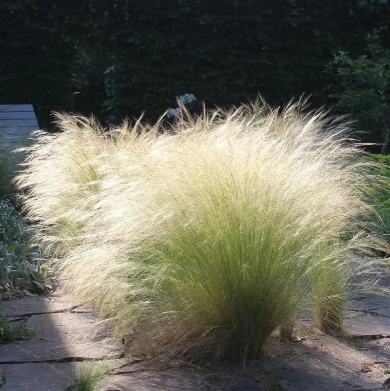 Ковила найтонша Pony Tails